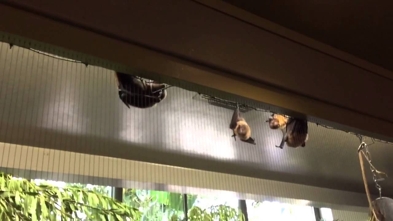 San Diego Safari Park Fruit Bats! YouTube