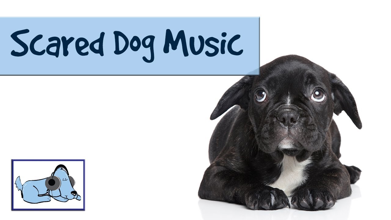 music for scared dogs