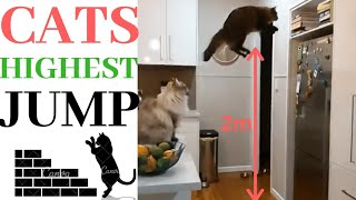 Cats highest jump compilation