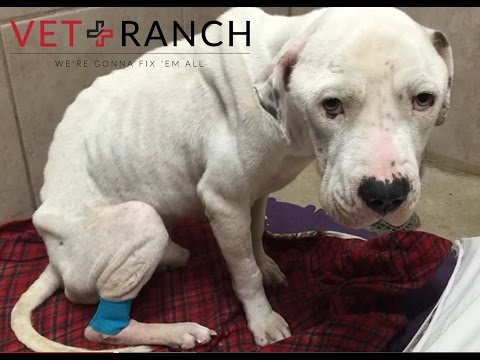 Video: Dog diabaikan Diselamatkan & Dibebaskan Dari 35 Pounds Daripada Fur Matted