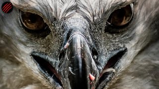 Is a Harpy Eagle the Perfect Predator? Strongest Raptor on Earth.