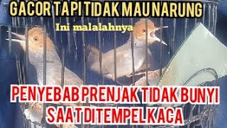 penyebab burung prenjak tidak Fighter/NARUNG  saat ditempel kaca