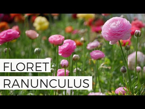 Floret Ranunculus + Many More! Complete Ranunculus Garden Tour