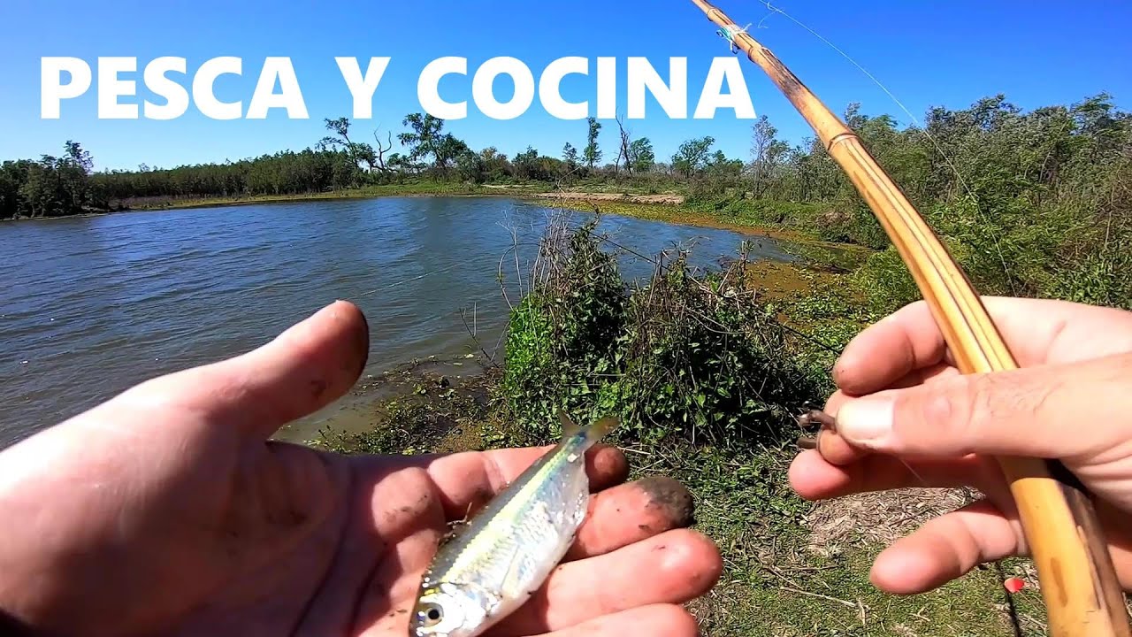 PESCA DE DORADOS, TARUCHAS, 