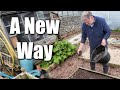 Sowing carrots onions and peas