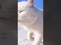 Daily cute and funny cat 30 shorts cat