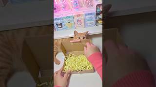 with my orange cat 🐈 #kuromi #cinnamoroll #sanrio #cute #kawaii #japan #shorts #fypシ #hellokitty