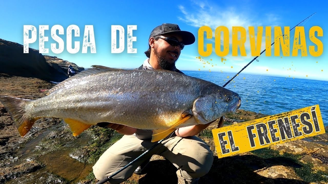 Pesca de Corvinas...El Frenesí. Sur de Chile, Verano 2023.