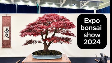 Expo bonsai show 2024 #new #trending #bonsaiuk #bonsaiusa #bonsaijapan #japan