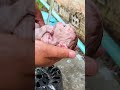 #BabyMonkey #SleepyMonkey #CuteMonkey #AdorableAnimals #BabyAnimals #MonkeyBaby #CuteAnimals