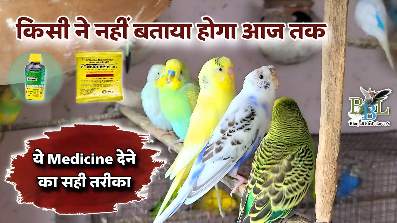 Bird ko rakhna hai Healthy to ye video dekho// vimral or tetracycline powder uses #birds #health 