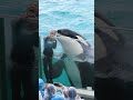 ラビーとトレーナーさんの超ラブ♥ラブ♥パフォーマンス!! #Shorts #鴨川シーワールド #シャチ #kamogawaseaworld #orca #killerwhale