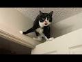 Cat Agent On A Mission ЁЯШВ Funniest Cats Videos 2025 Cat Agent On A Mission ЁЯШВ Funniest Cats Videos 2025
