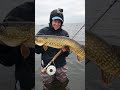 Nikola 2017 pike on flie!