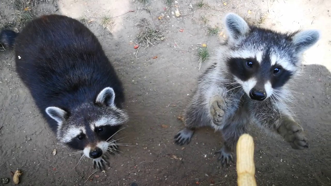 Amazing Raccoons eating nuts - YouTube