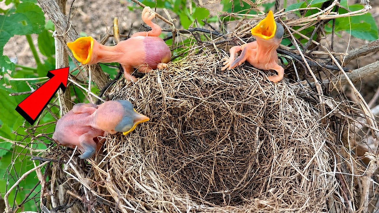 Newborn baby fell down from the nest edge @beautyofnature4988 - YouTube