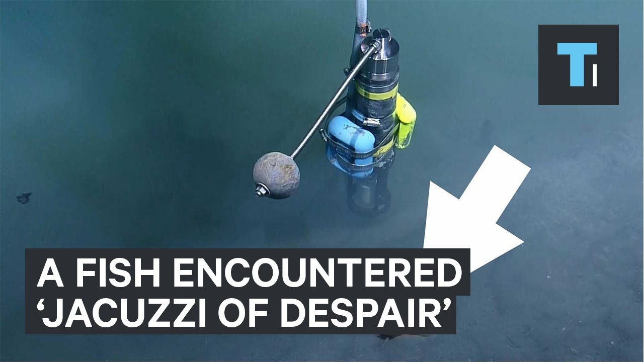 What happened when fish swam near ‘Jacuzzi of Despair’