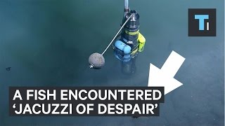What happened when fish swam near ‘Jacuzzi of Despair’