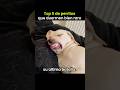 Top 5 de perritos que duermen bien raro