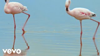 Robert Steven Lewison  Pink Flamingos