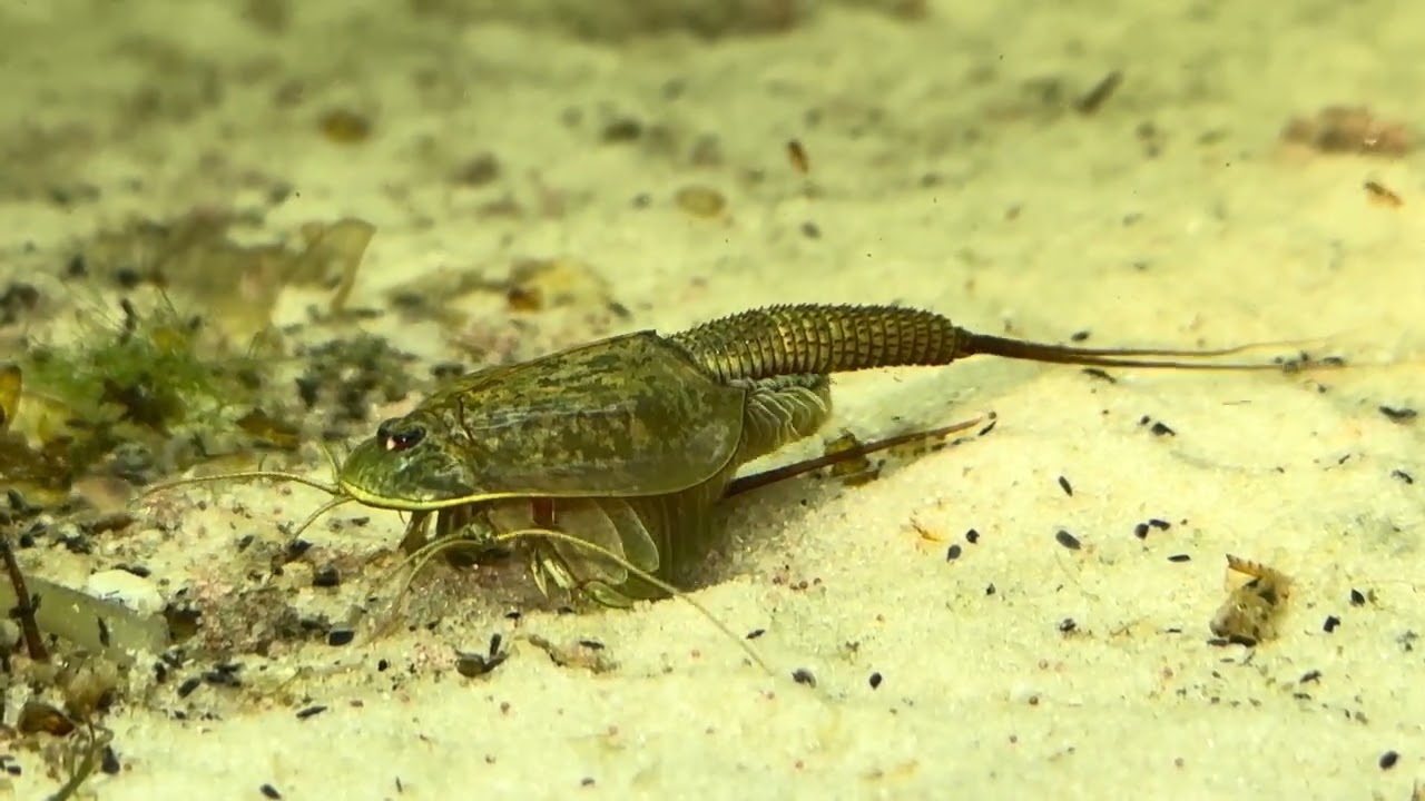 Triops Australiensis. cp. Самец.