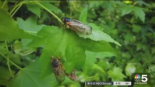 What to know as historic cicada emergence approaches