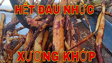 Hết đau nhức xương khớp bằng cây đơn gối hạc.
