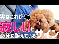 【飼い主必見】犬が本当に寂しい時に見せる行動や仕草