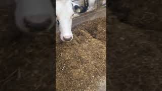 Cow behaviour - sorting