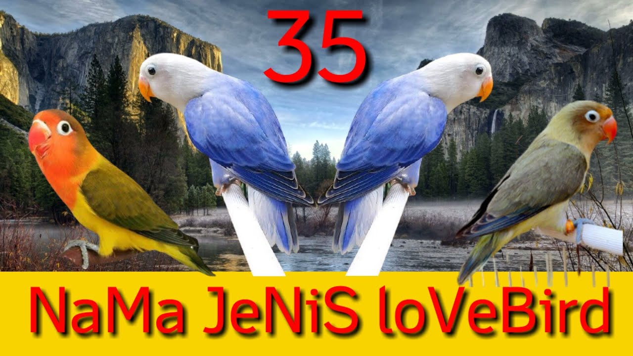 35 nama jenis lovebird berdasarkan warnanya - YouTube