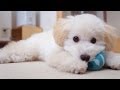 【charm】鳴るオモチャに大興奮!ミルクとスマイルエッグ!! - The dogs which play with a toy -