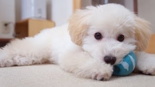 【charm】鳴るオモチャに大興奮!ミルクとスマイルエッグ!! - The dogs which play with a toy -