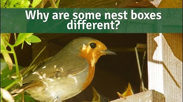Bird Bites - Why are some nest boxes different?
