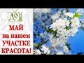 ВЛОГ: начало МАЯ. ЭКСКУРСИЯ по НАШЕМУ УЧАСТКУ