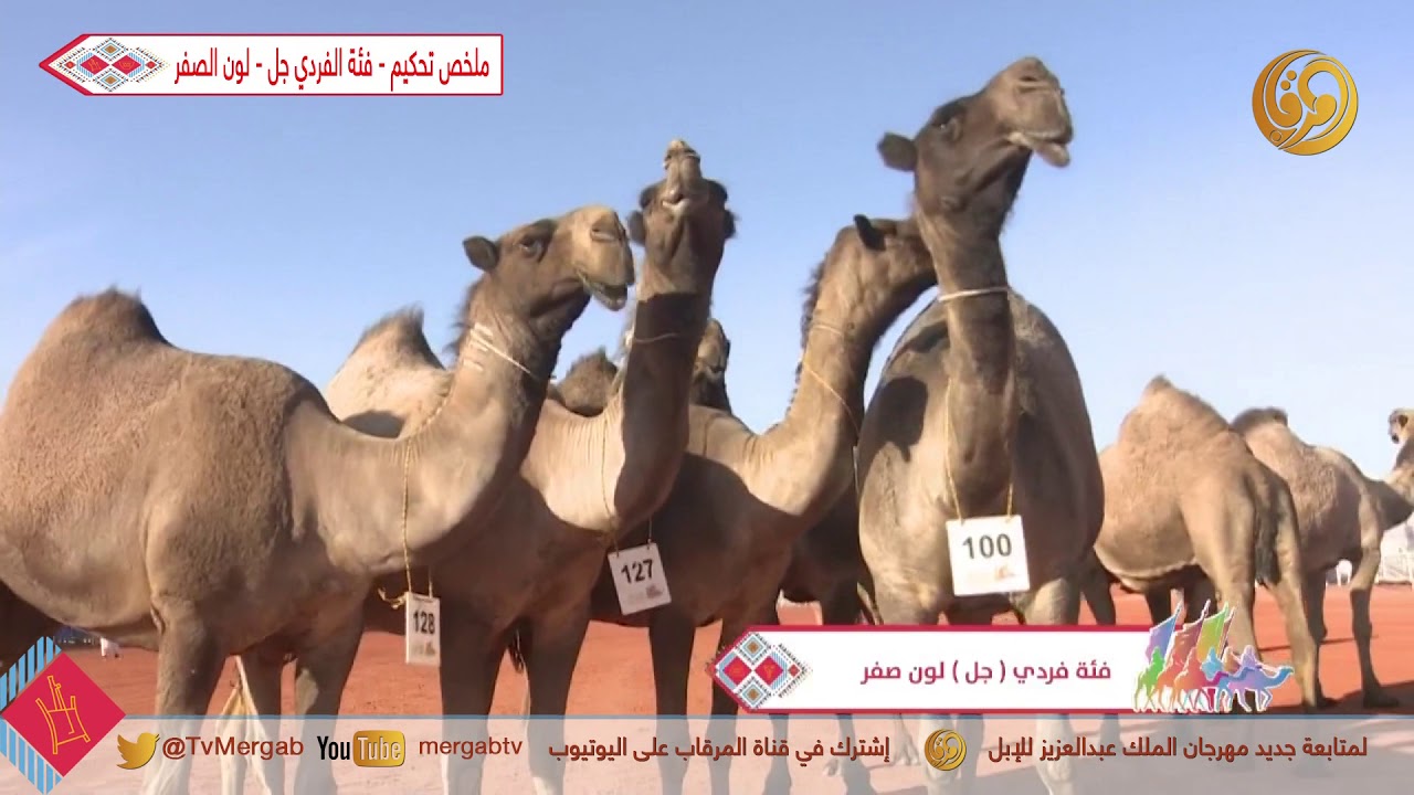 ملخص تحكيم - فئة الفردي جل - لون الصفر  || الجمعة 27-12-2019م #مهرجان_الملك_عبدالعزيز_للإبل_4