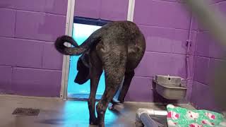 Sundance 4Y Pet Id 944140 Kennel 32 Hssaz Shelter Hes A Love, My Hearts Happy Being By His Side587