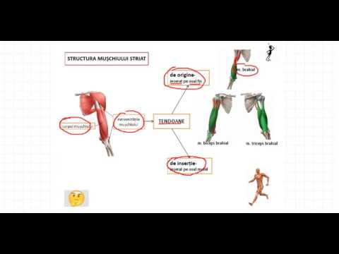 Video: Diagrama și Funcția Mușchilor Profunzi - Hărți De Corp