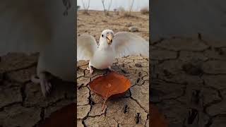 #train #dreambig #toyfactory #beach #trains #cover #account #love #prophetdr 🤲🧡🧡