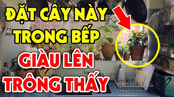 Lén Trồng 8 Loại Cây Này Trong NHÀ BẾP Gia Chủ Sẽ GIÀU LÊN TRÔNG THẤY, Tiền Bạc Ùn Ùn Kéo Về
