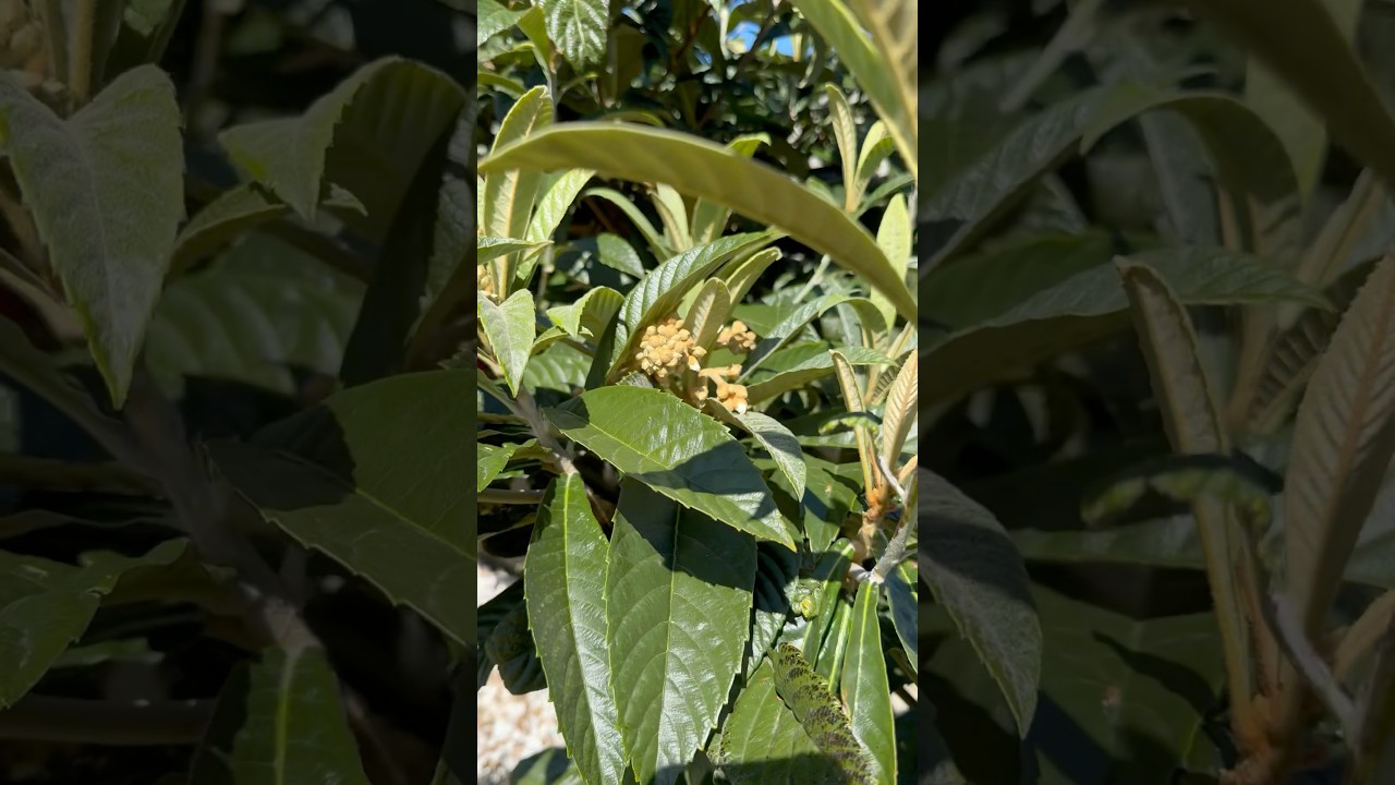 Finally loquat tree started flowering
