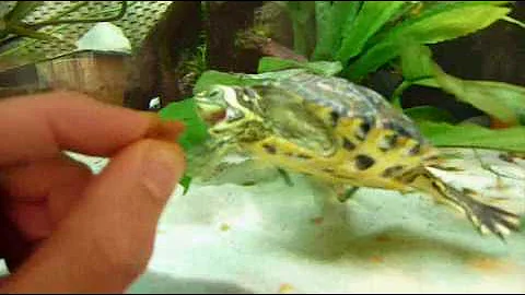 Come riconoscere Trachemys scripta?