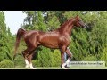 Most beautiful arabian stallion