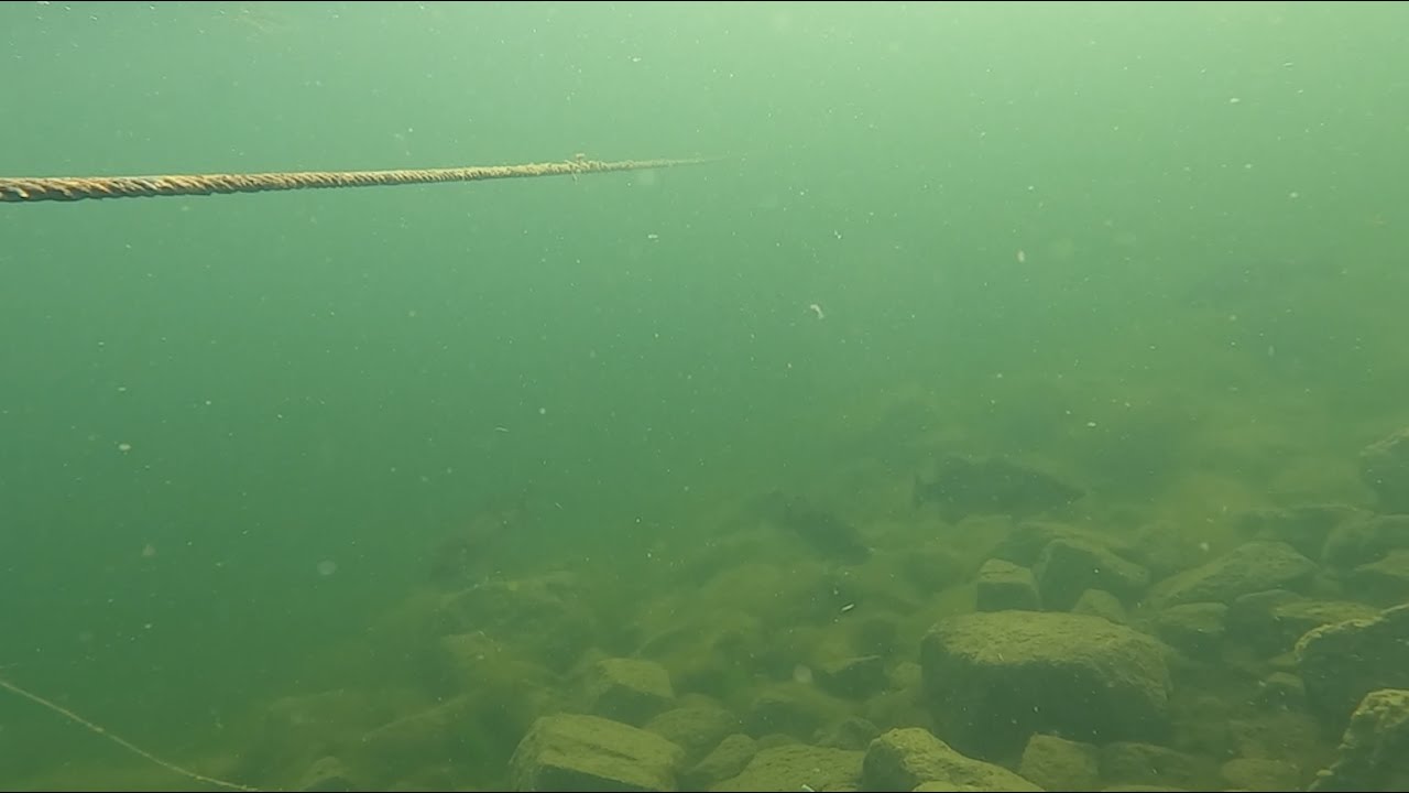 Monster Bass at Silverwood Lake