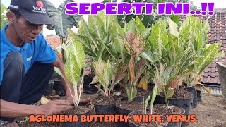 HOW TO CARE FOR TYPES OF AGLONEMA PLANTS, BUTTERFLY, VENUS, AND WHITE!!