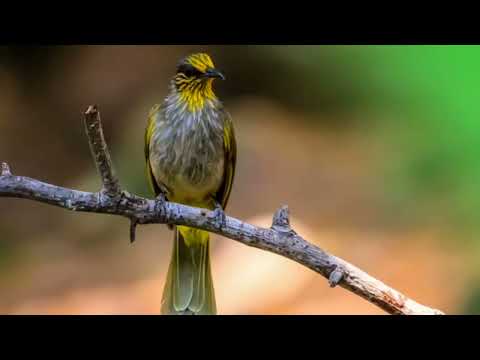 Suara Pikat Burung Merbah Lekir Mp3 Terbaru 