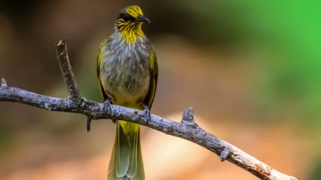 suara pikat burung merbah  lekir || mp3 terbaru