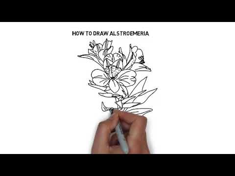 Come disegnare ALSTROEMERIA