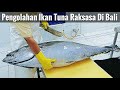 PROSES PENGOLAHAN IKAN TUNA DI PABRIK IKAN DI BALI - Giant Yellowfin Tuna Processing