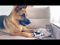 Funny German Shepherd Reaction to a lazy Cat