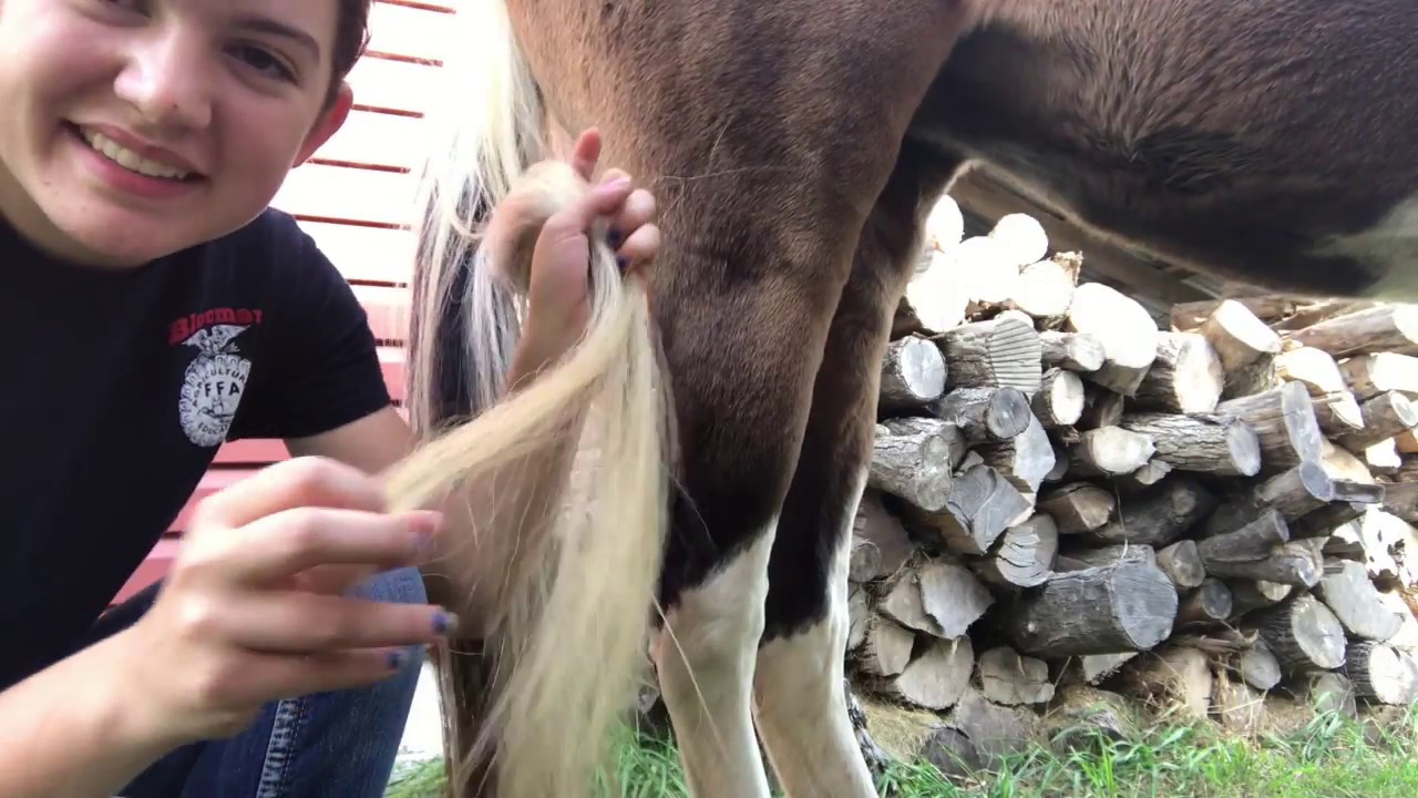Testing Horse Life Hacks YouTube